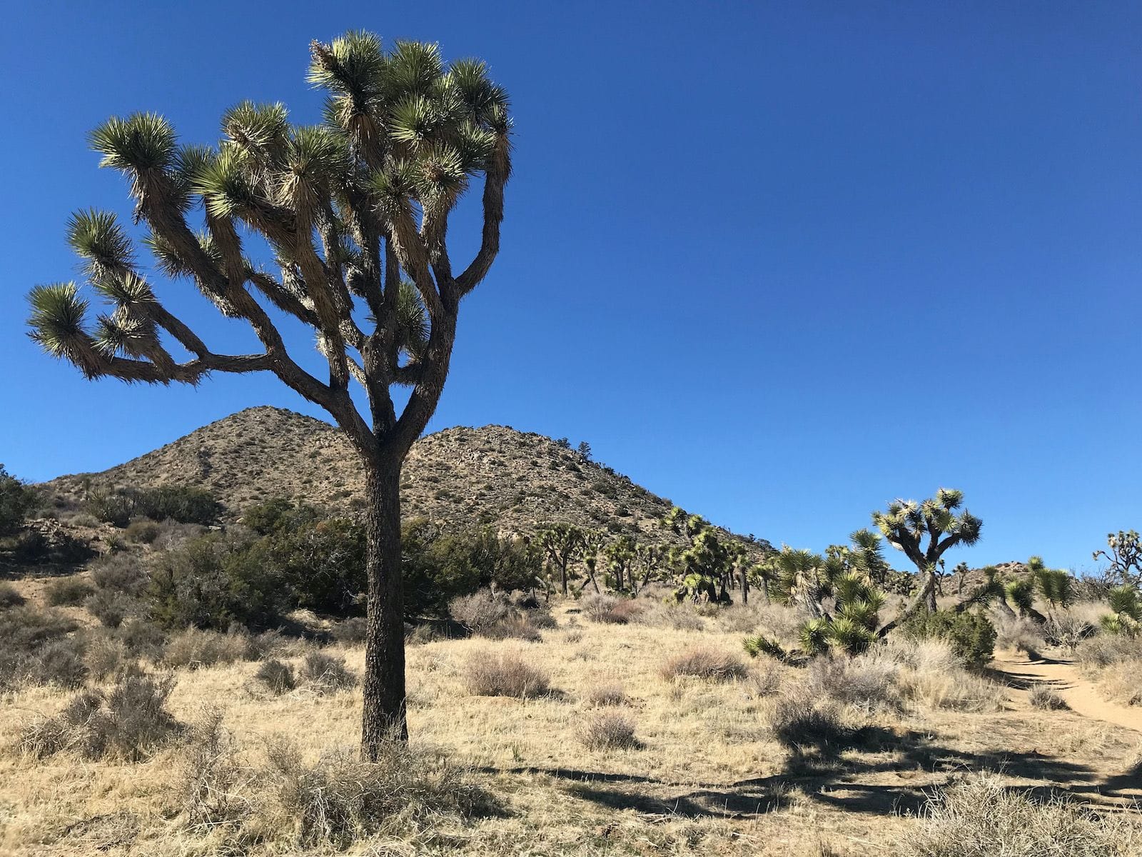 Endangered Yucca